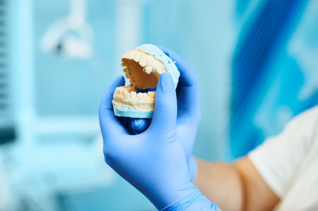Dentist holding an individual plaster dental jaw castの写真素材