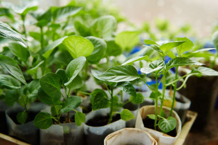 Close-up of culinary greenery seedlings in greenhouse. Rows of potted baby plants growing inside of...