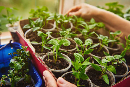 Close-up of rows of baby plant saplings grown in cups inside a cardboard box. Growing greenery in a...