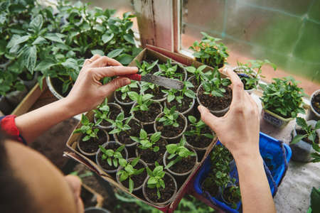 High angle view of female gardener fertilizing soil and engaged in growing basil leaves in home greenhouseの写真素材