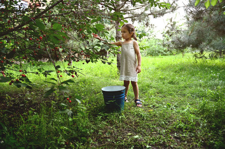 Cute little girl with pigtails in a linen dress picking cherries in the garden on a summer eveningの写真素材
