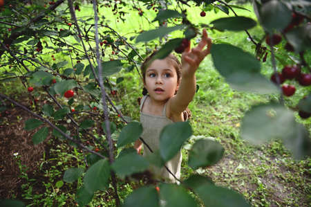 A little adorable girl pulling her hand up to pick cherries in the garden. Harvesting cherry on a summer dayの写真素材