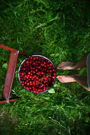 High angle view of female feet next to a bucket of cherries, and part of a ladder on green grass....