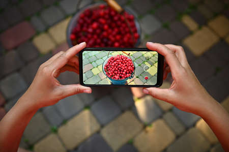 Close-up of hands holding a smartphone and taking a horizontal photography of cherry harvest in blue metal bucketの写真素材