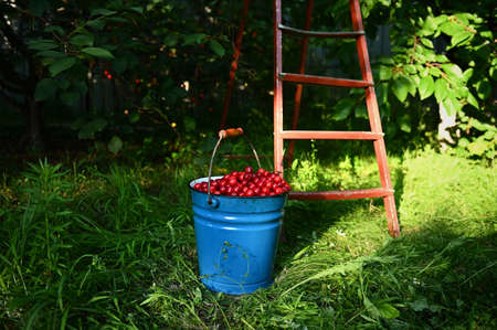 Metal blue bucket with cherries, next to an old rusty ladder on the grass in an orchardの写真素材