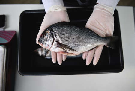 Close-up shot of a fresh dorado in the hands of a fish seller at seafood store. Woman in white protective rubber gloves holding a fresh Mediterranean fish. Flat lay compositionの写真素材