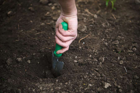Close-up gardener's hand using a garden tool - a small shovel making a hole in the ground for planting seedlings and sprouts. Agronomy, horticulture, agricultural hobby conceptの写真素材