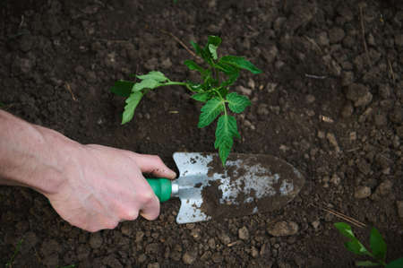 Close-up gardener's hand using a garden shovel digs the ground near tomato seedlings planted in black soil in a flowerbed in the open field in the vegetable gardenの写真素材