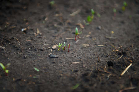 Sprouted seedlings growing in open black soil vegetable garden. Agricultural hobby, horticulture,...