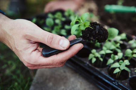 Farmer's hand holds sprouted cucumber seedlings with roots in the soil taken out of a cassette and...