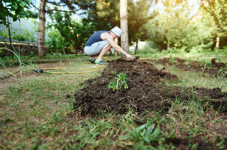 Focus on freshly planted tomatoes seedlings in a flowerbed in an open ground against the background of a farmer using garden shovel digging soil and planting saplings. Eco farming, organic farm.の写真素材