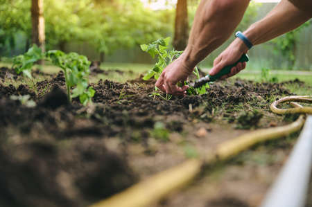 Details of a farmer's hands planting seedlings in black soil enriched with bio humus and compost to increase fertility. Eco farming and growth of organic vegetablesの写真素材