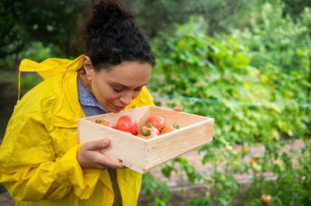 Beautiful woman gardener smelling a freshly harvested crop of ripe organic tomatoes grown in her own vegetable gardenの写真素材