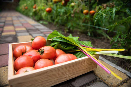 Close-up of a wooden crate with harvested organic ripe juicy tomatoes and swiss chard green leaves...
