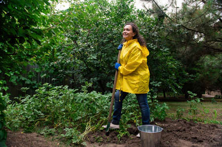 Full-length.Woman farmer digging up a potato bush while gardening in the organic vegetable garden....