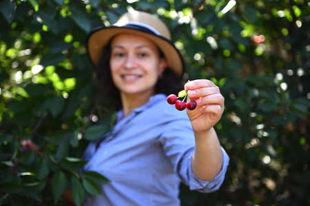 Soft focus on ripe juicy sweet cherries in the hand of a blurred beautiful Hispanic farmer, smiling looking at cameraの写真素材