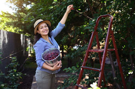 Pretty woman, organic farmer plucking ripe sweet cherries from tree into a metal bucket, at sunset. Summer harvest timeの写真素材