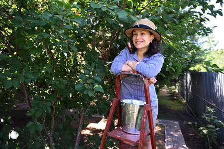 Hispanic cute woman gardener stands on ladder with a bucket full of freshly picked cherries for sale in farmers markets.の写真素材
