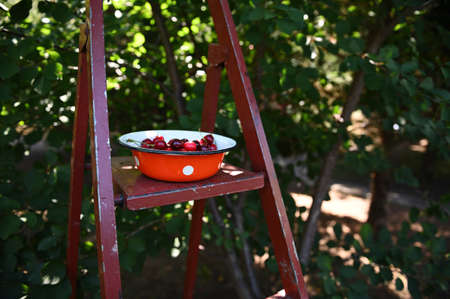 Close-up. Still life. An enamel bowl with freshly picked ripe cherries, standing on a metal ladder in a cherry orchardの写真素材