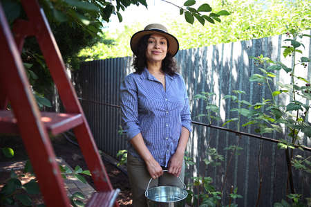 Middle aged woman farmer with a metal bucket standing near a ladder, harvesting ripe cherries in...