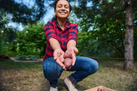 Focus on a young freshly harvested potatoes in the outstretched hands of a blurred woman farmer cutely smiling at cameraの写真素材