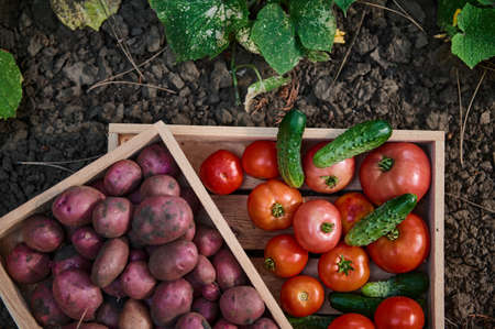 Top view of a wooden crate with ripe organic healthy vegetables, in agricultural field near a...