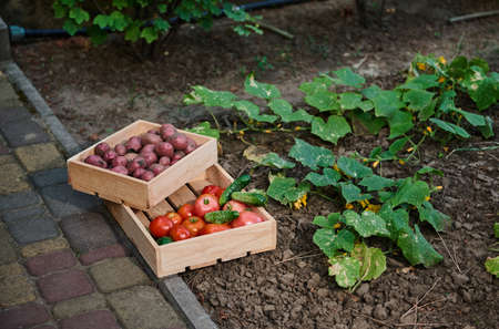Still life Wooden boxes with harvest of homegrown vegetables, near growing flowering cucumber bush...
