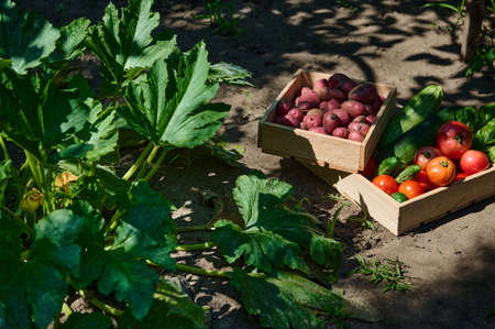 Top view of wooden crates with fresh harvest organic vegetables in agricultural field, next to a fertile eggplant bushの写真素材