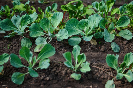 Close-up of the green leaves of a young cabbage growing in an open field on eco farm. Agricultural...