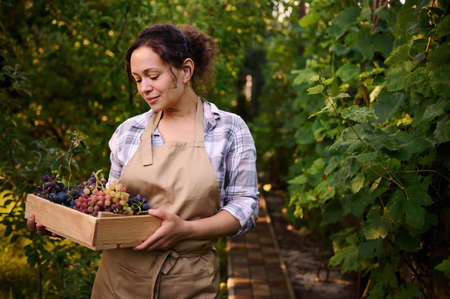 Delightful multiethnic young woman in a beige apron, an experienced wine grower, stands near a...