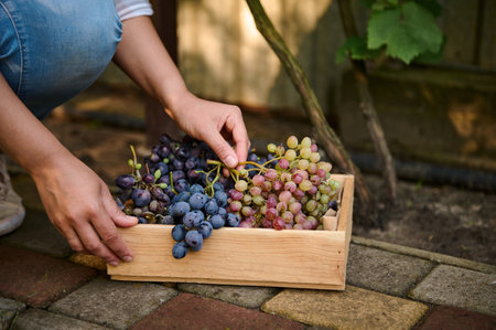 Close-up. Vine grower hands putting freshly picked organic ripe and juicy grapes into a wooden crate. Growing different varieties of grapes for wine production. Agribusiness. Viticulture. Copy spaceの写真素材
