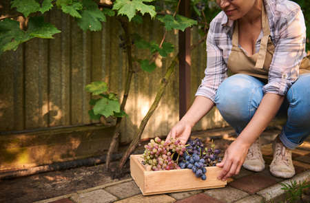 Cropped view of an inspired vintner, female wine grower, middle-aged Hispanic woman eco farmer harvesting ripe juicy organic grapes into a wooden crate, cultivated in an eco vineyard. Viticultureの写真素材