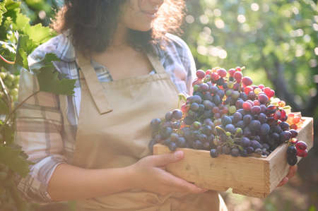 Cropped image of a delightful Hispanic pretty woman viticulturist carrying a wooden crate with harvest of organic tipe purple grapes. Sunlight falling on vineyard on a beautiful early autumn dayの写真素材