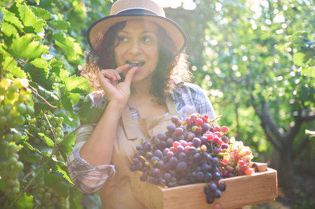 Delightful curly haired pretty woman, wine grower wearing a straw hat and beige apron, carrying a wooden crate with grape harvest and tasting berry while harvesting on a beautiful early morningの写真素材
