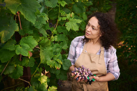 Gorgeous multiethnic woman, experienced viticulturist, successful vine grower in beige apron, harvests grapes in vineyard, for sale in farmers markets. Agriculture. Viniculture. Agribusiness. Agronomyの写真素材