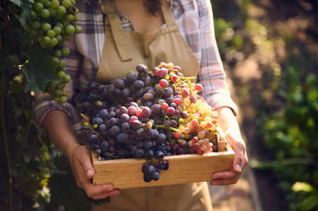 Soft focus on ripe juicy grapes in wooden box in the hands of female vine grower, viticulturist harvesting organic crop early in the morning, on summer day. Sunbeams falling on vineyard. Viticulture.の写真素材