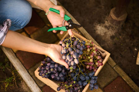 Top view. Woman hands holding garden shears and bunch of purple grapes over wooden crate with fresh harvest in a vineyard. Viticulture. Eco agriculture. Growing Organic Fruits and berries in eco farmの写真素材