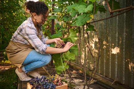 Inspired pleasant African American woman, viticulturist, vintner, wearing a beige apron, harvesting...
