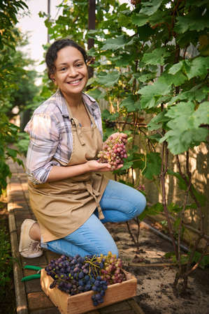 Portrait of a multiethnic woman, a farmer looking at the camera smiling while holding harvested grapes in a vineyard on a beautiful sunny autumn day. Agribusiness. Grape farm. Agricultural industryの写真素材