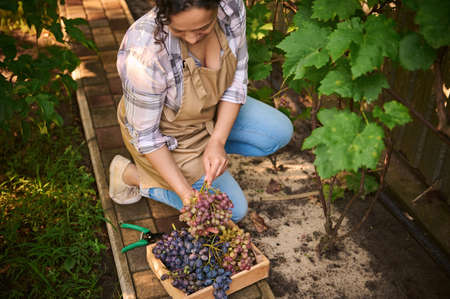 View from above of a multiethnic, pretty woman, viticulturist, vine grower, vintner harvesting organic grapes into a wooden box, in a vineyard on a sunny autumn day. Seasonal harvest time. Eco farmingの写真素材