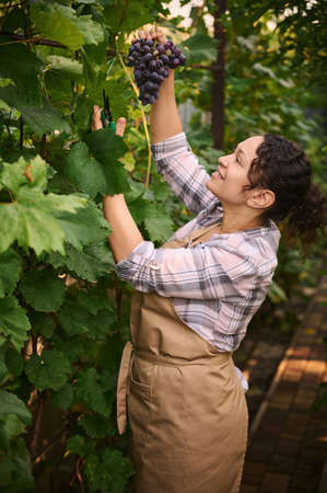 Pleasant multiethnic woman, winegrower inspecting a freshly picked bunch of organic purple grapes in a vineyard. Autumn harvest timeの写真素材