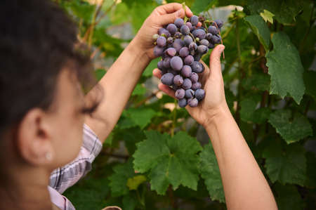 View from the back of a woman vine grower, viticulturist holding purple grapes hanging in the...