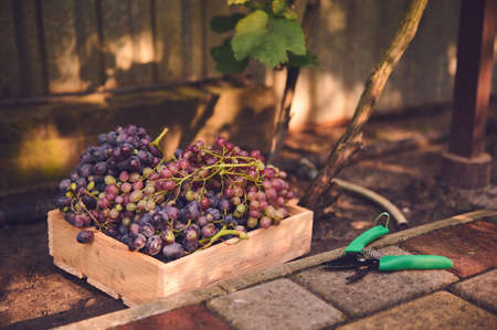 Still life with a wooden crate full of harvested purple grapes and garden shears lying on the ground next to the vineyardsの写真素材