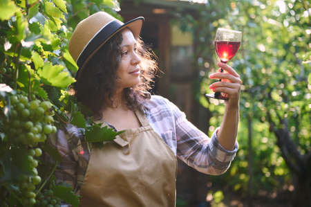 Portrait of a multiethnic, female winemaker with a glass of homemade red wine in the rows of vineyards in the early morning at dawn. Viticulture. Small business. Wine industry. Growing organic grapes.の写真素材