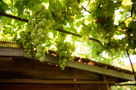 View from the bottom of bunches of white grapes hanging on the vines nearby a roof of wooden house in rural scene. Growing organic grapes in summer cottages in the countryside. Viticulture. Gardeningの写真素材