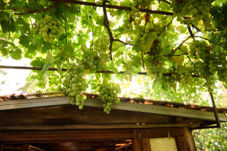 View from the bottom of bunches of white grapes hanging on the vines nearby a roof of wooden house in rural scene. Growing organic grapes in summer cottages in the countryside. Viticulture. Gardeningの写真素材