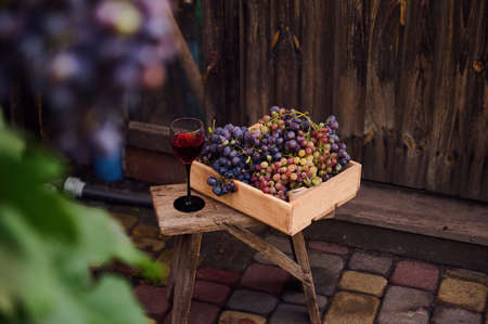 Close-up wooden crate with harvested grapes and glass of homemade red wine on backless stool on wood background. Vine with ripening grapes in blurred foreground. Still life. Viticulture. Harvest timeの写真素材
