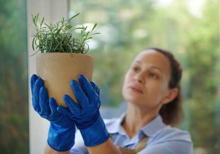 Selective focus on beige ceramic pot with rosemary, in the hands in blue rubber gloves of a blurred woman, a florist caring for indoor plants examines it against a veranda overlooking a country gardenの写真素材