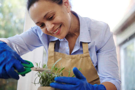Close-up charming multiethnic housewife woman, florist gardener in beige apron and blue rubber...