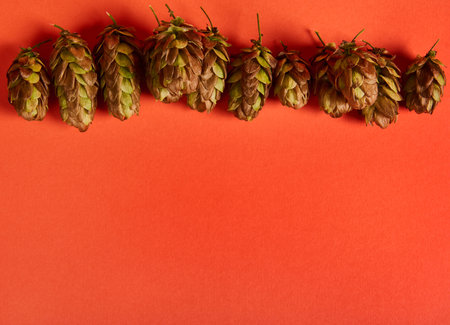 Flat lay. Still life with dried hop cones, humulus lupulus, on bright orange background with copy advertising space for text. Ingredient in the beer industry.の写真素材